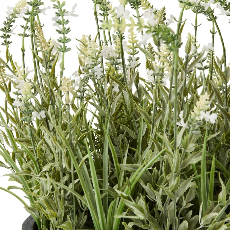 Potted Green Alba Lavender