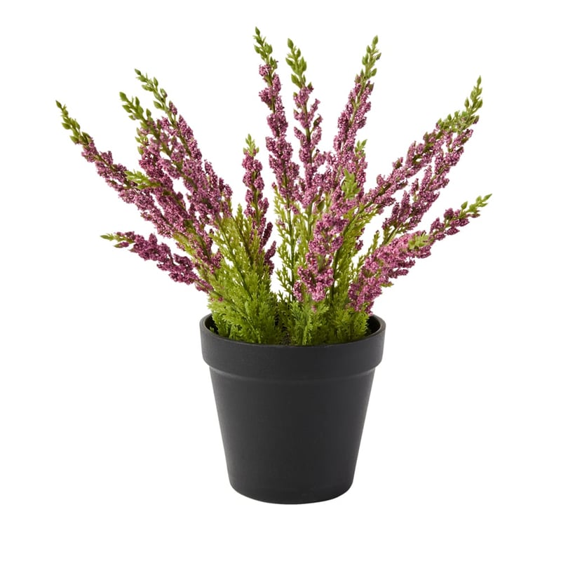 Potted Red & Green Lavender Plant