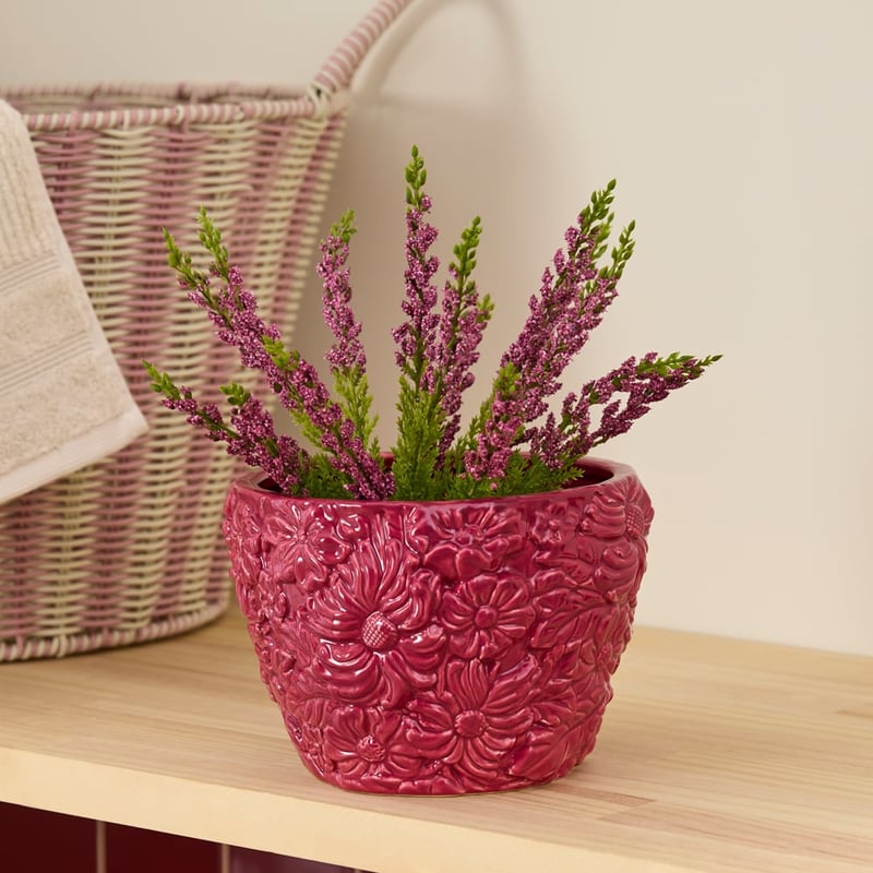 Potted Red & Green Lavender Plant