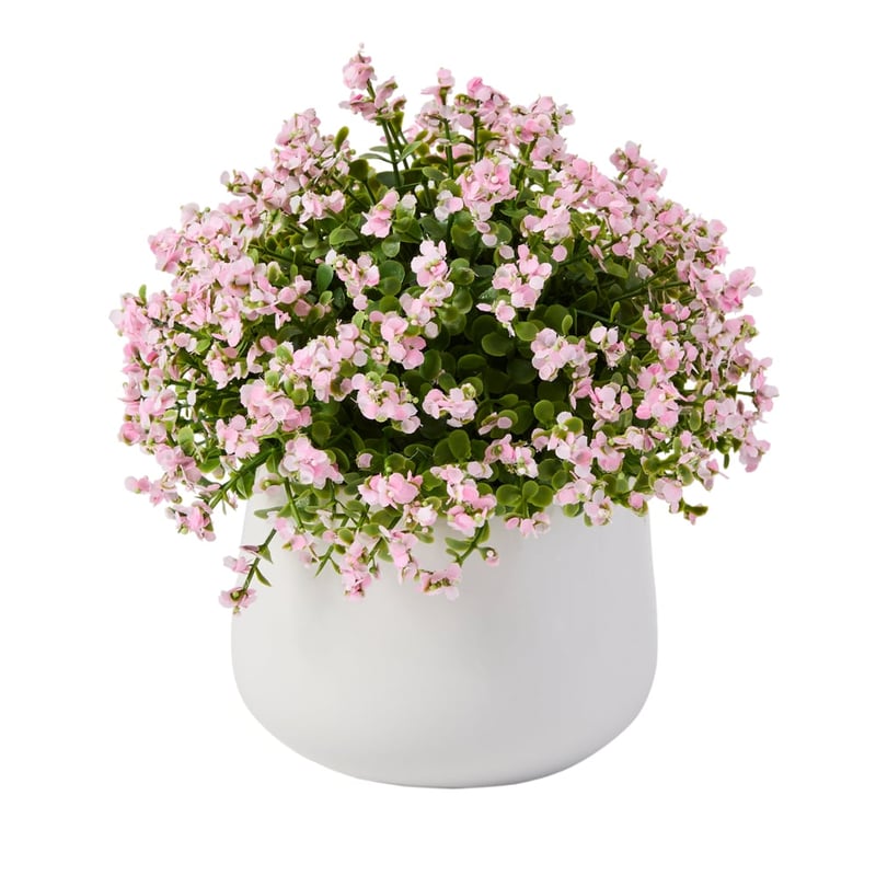Pink & Green Potted Nemesia
