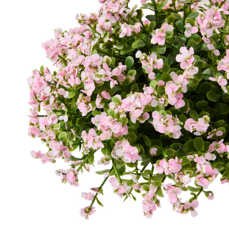 Pink & Green Potted Nemesia