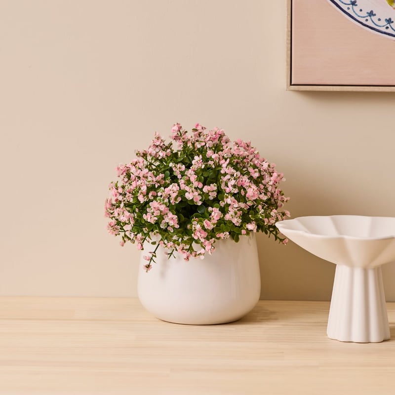 Pink & Green Potted Nemesia