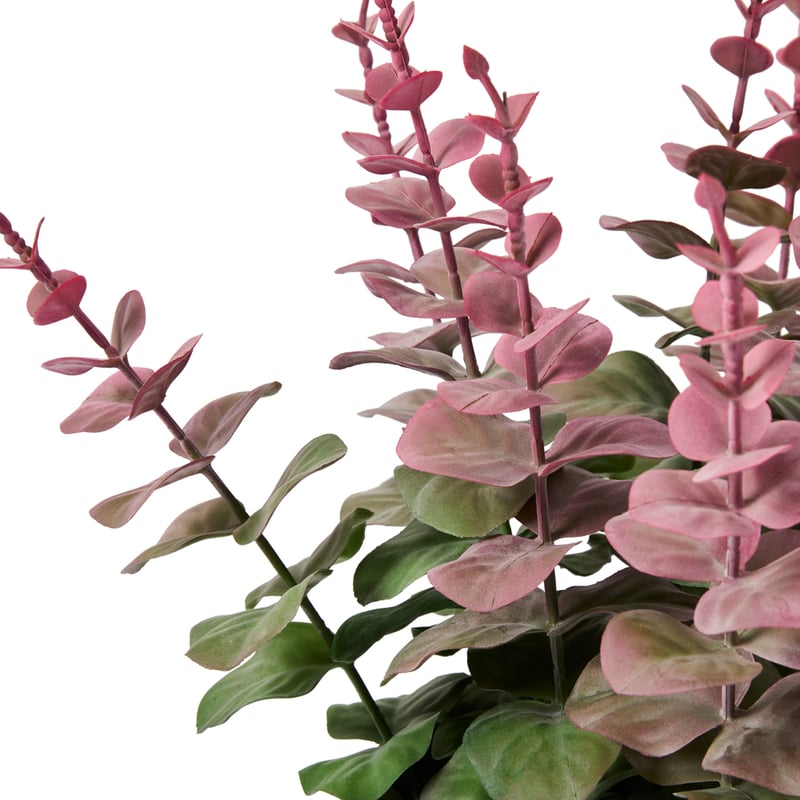 Pink Tip Potted Eucalyptus