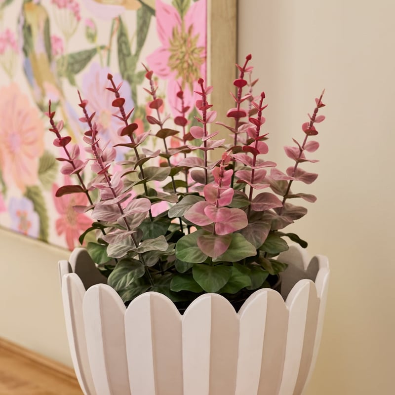 Pink Tip Potted Eucalyptus