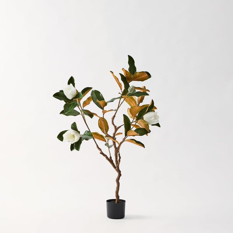 White & Green Potted Magnolia Tree 125cm