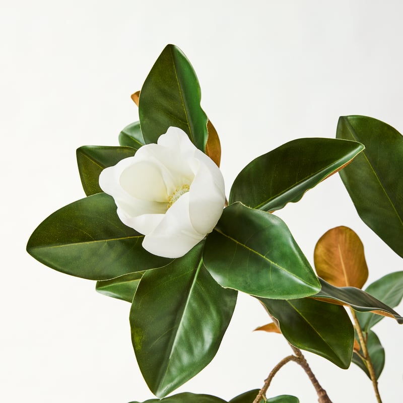 White & Green Potted Magnolia Tree 125cm