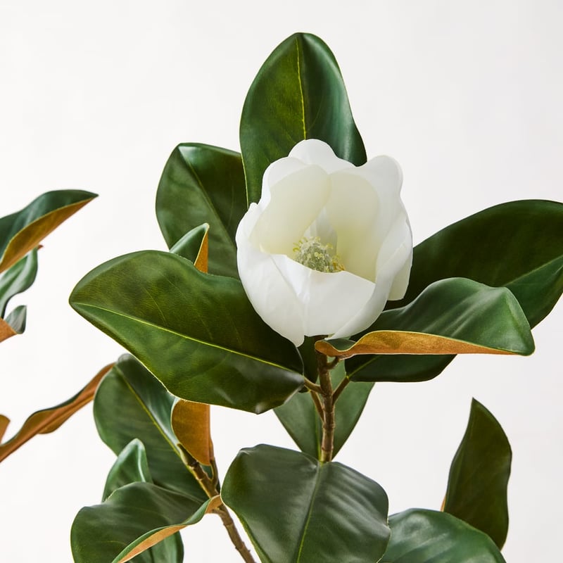 White & Green Potted Magnolia Tree 150cm