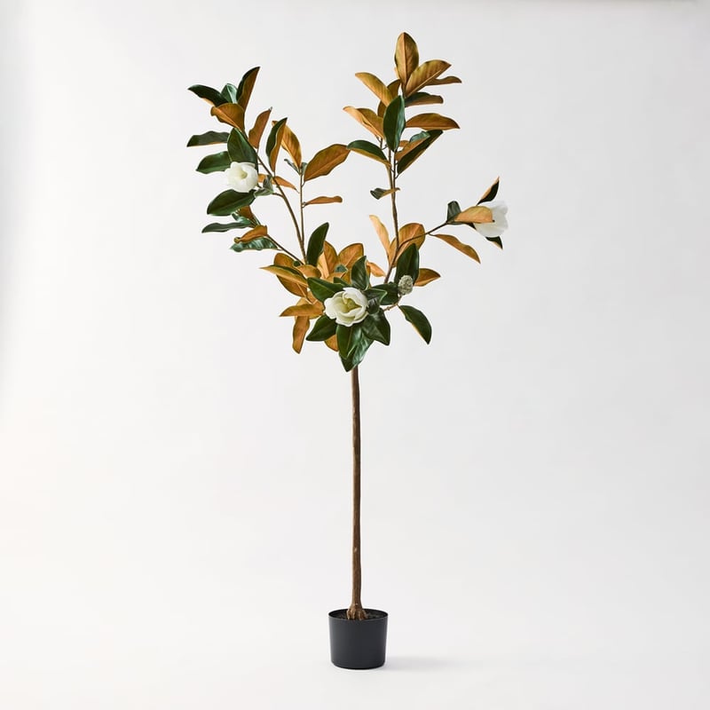 White & Green Potted Magnolia Tree 175cm