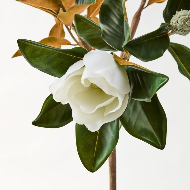 White & Green Potted Magnolia Tree 175cm