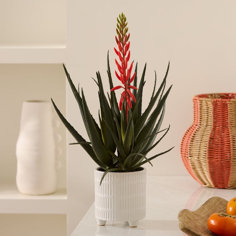 Aloe Coral & Green Potted Plant