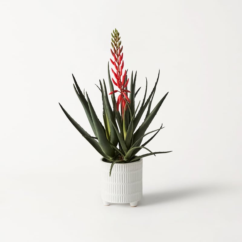 Aloe Coral & Green Potted Plant