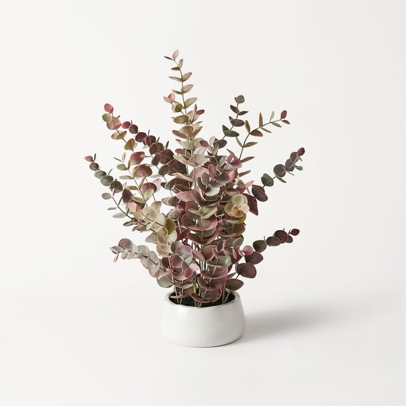 Eucalyptus In Ceramic Pot