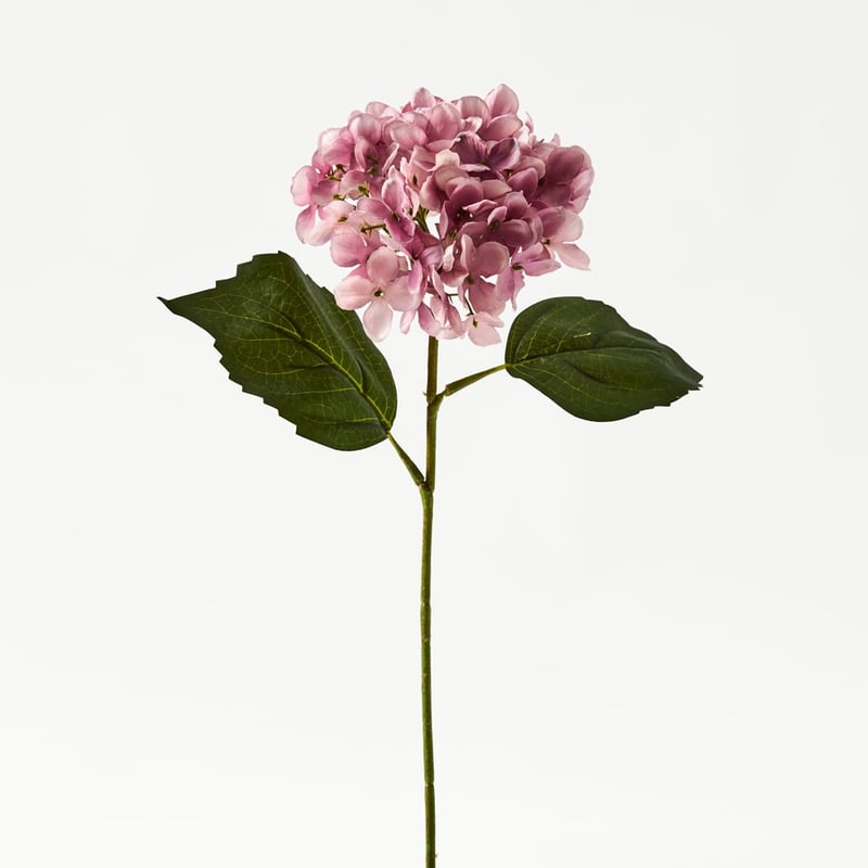 Pink Hydrangea Stem