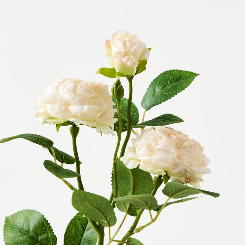 Champagne White Peony Stem