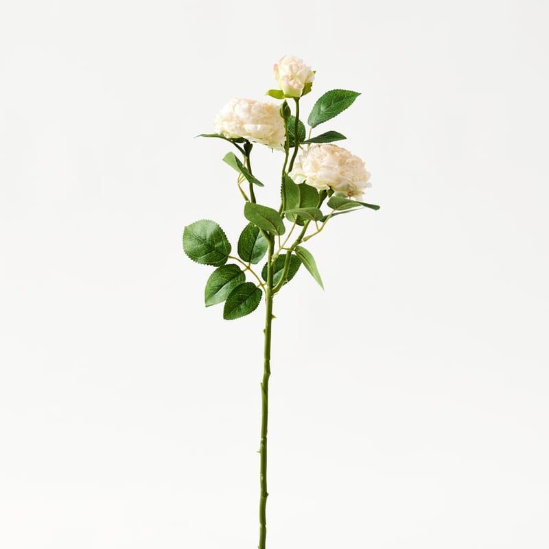 Champagne White Peony Stem