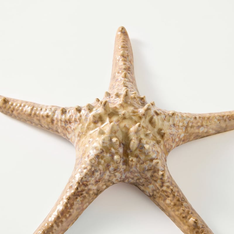 Marine Brown Starfish