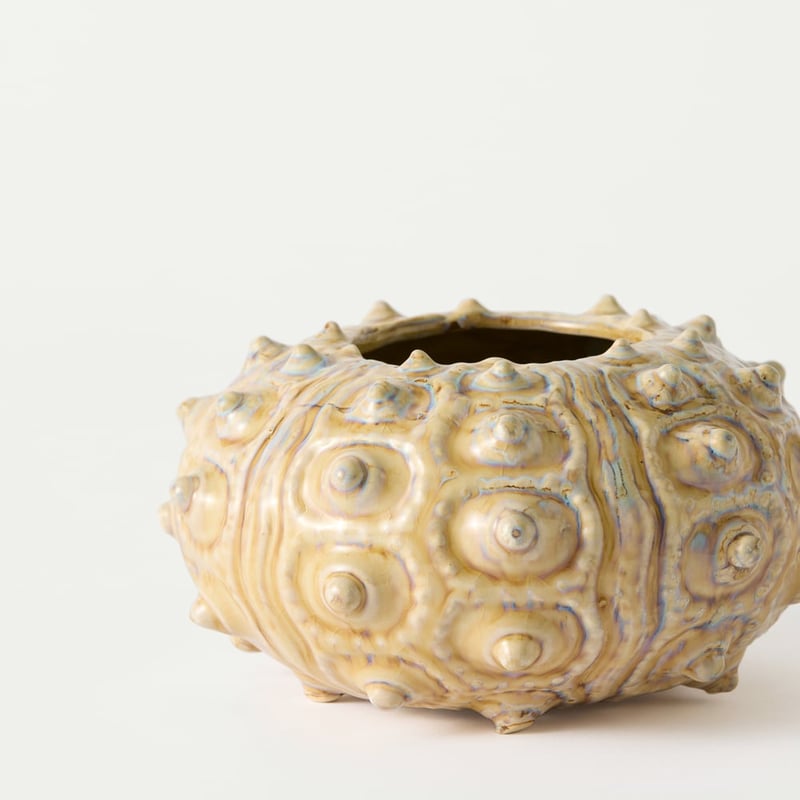 Marine Natural Sea Urchin