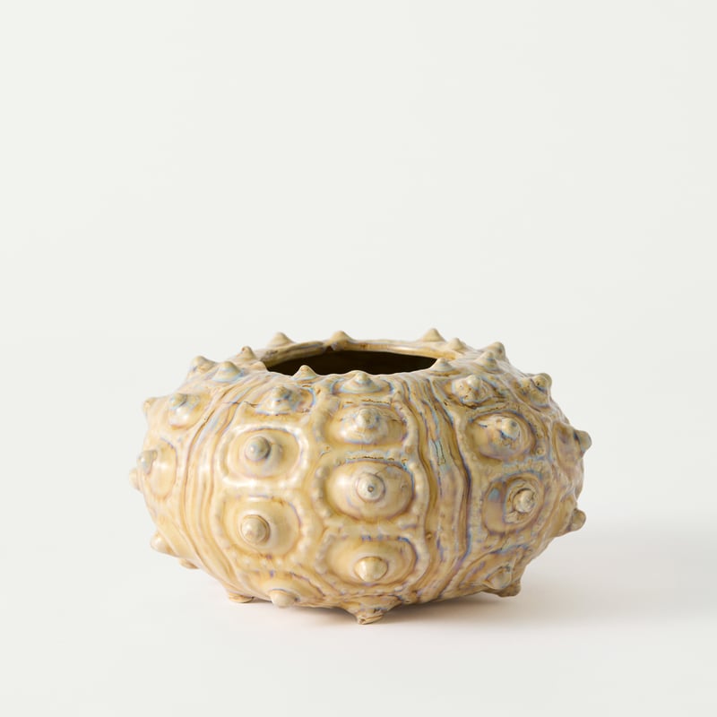 Marine Natural Sea Urchin