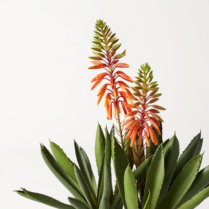 Orange & Green Aloe Flower In Ceramic Pot