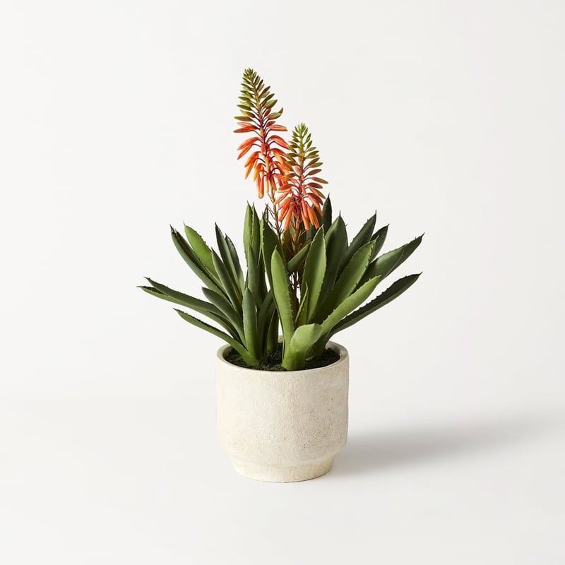 Orange & Green Aloe Flower In Ceramic Pot