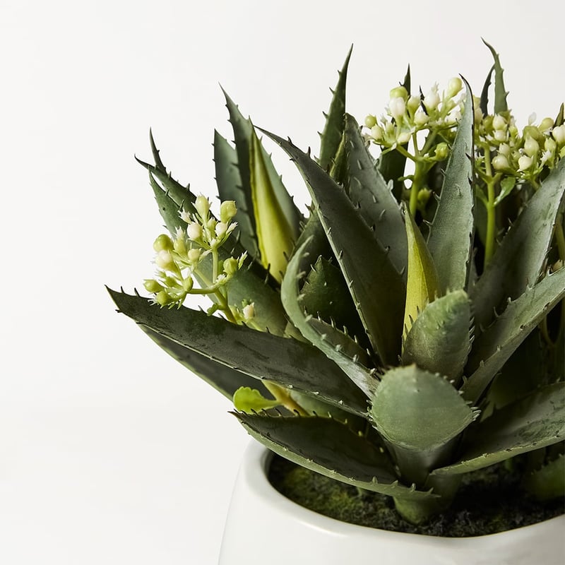 White & Green Aloe Flower In Ceramic Pot