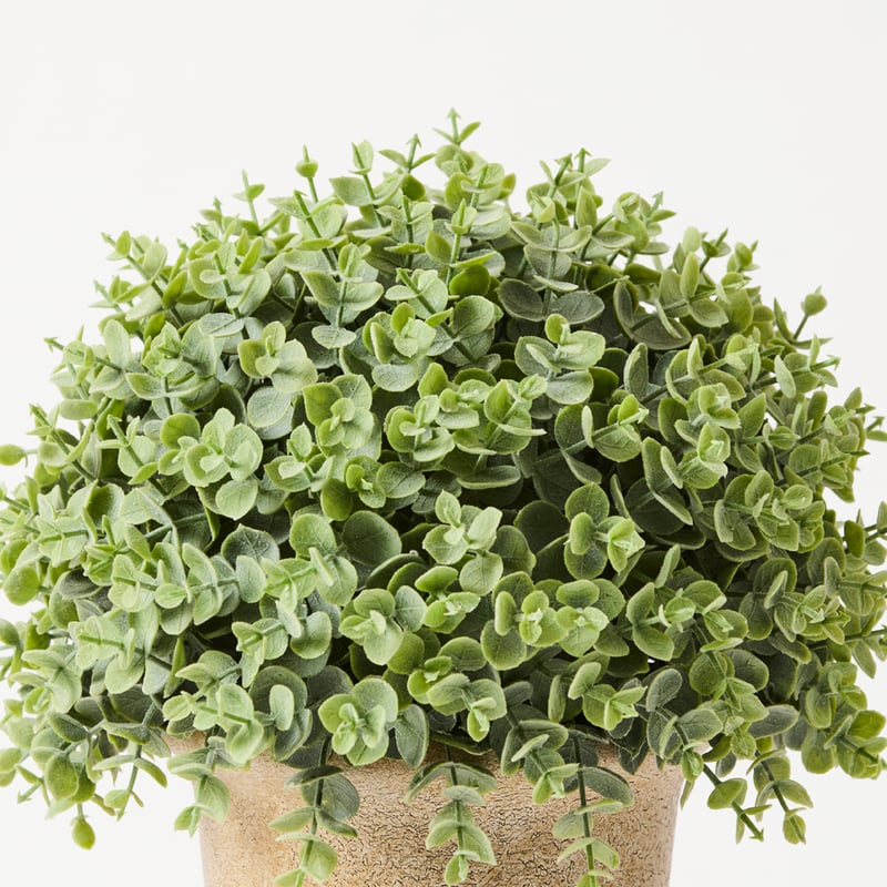 Green Eucalyptus Plant in Ceramic Pot