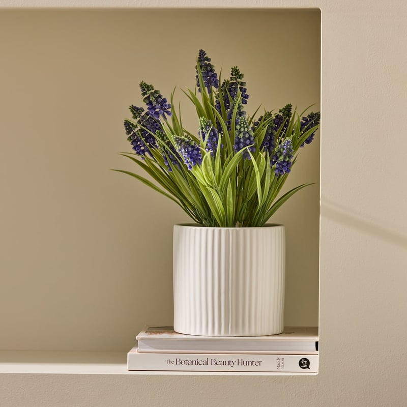 Green Lavender Plant in Ceramic Pot