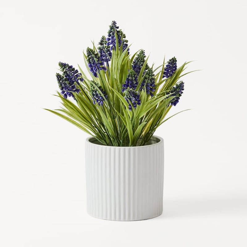 Green Lavender Plant in Ceramic Pot