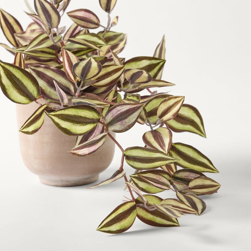 Eyebrow Leaf Vine in Natural Lucia Pot
