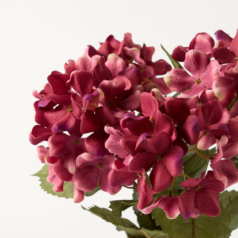 Hydrangea Cerise Pink Stem