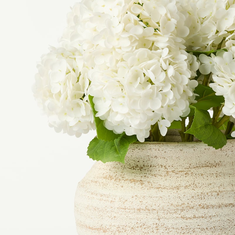 Hydrangea in Alexa Natural Pot