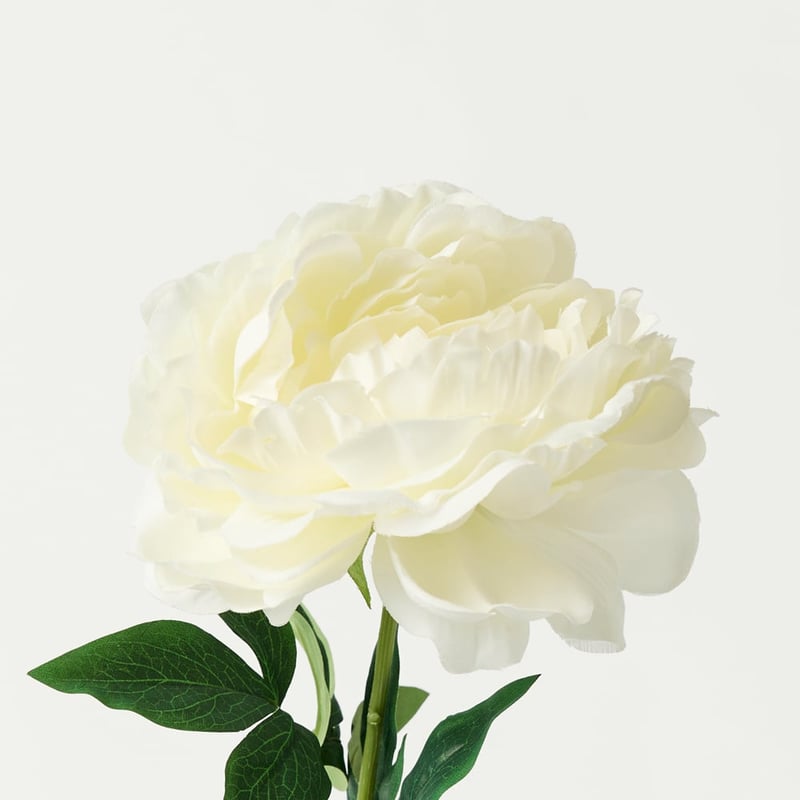 Peony White Stem