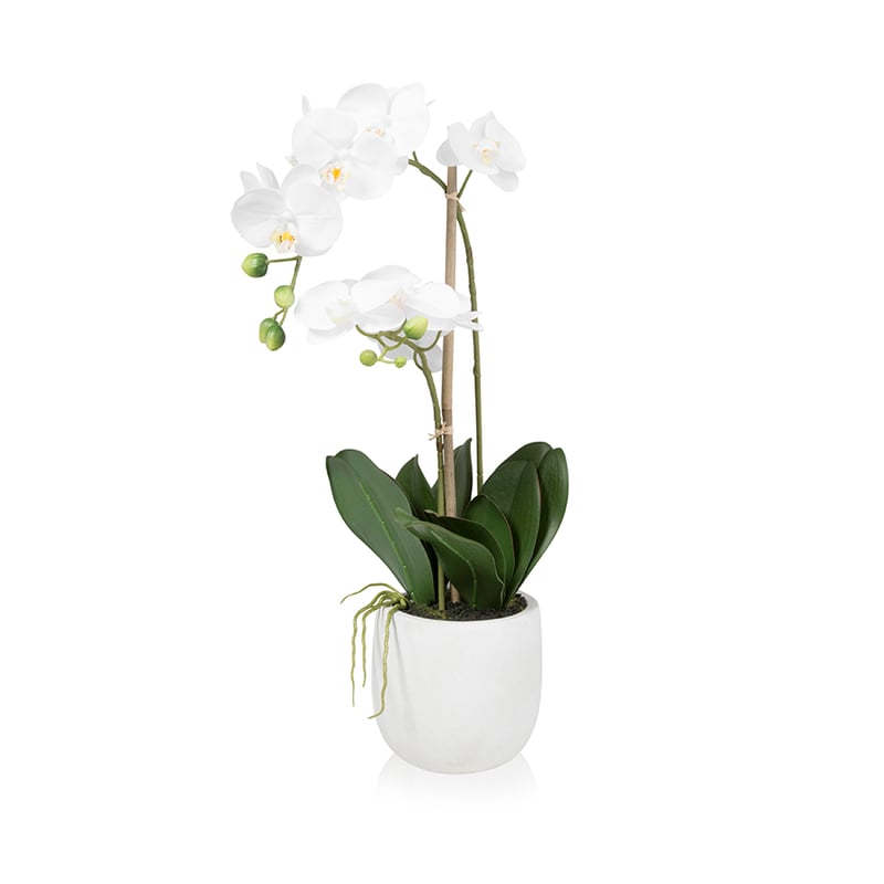 Orchid Collection 2 Stem Stone 