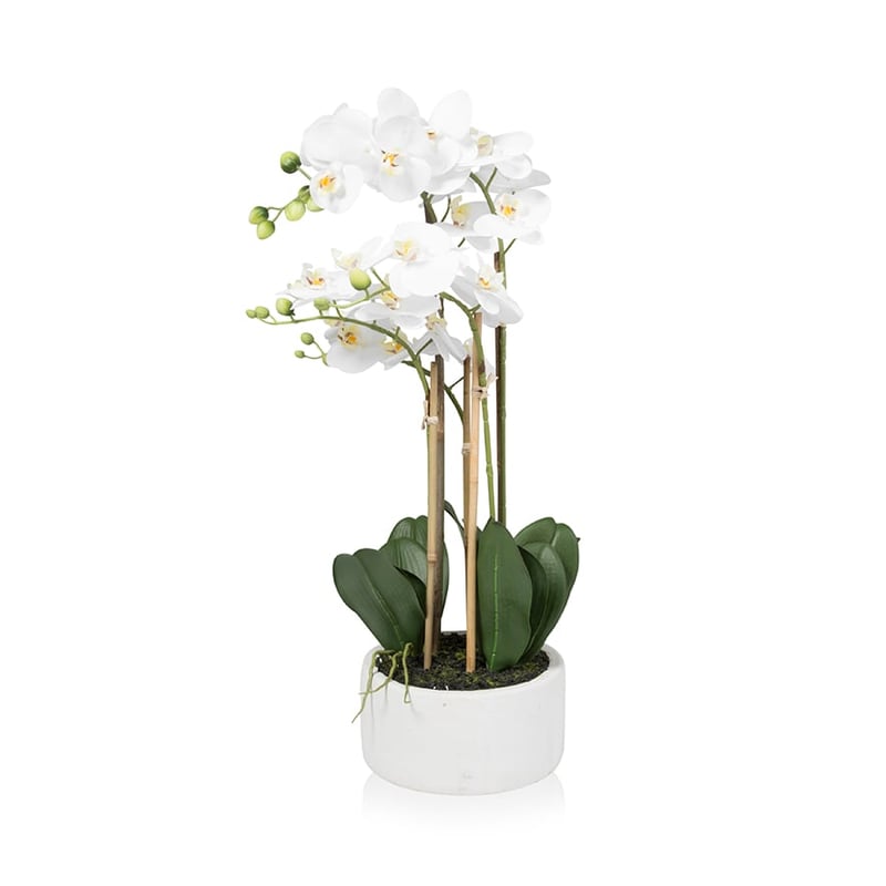 Orchid Collection 5 Stem Stone 