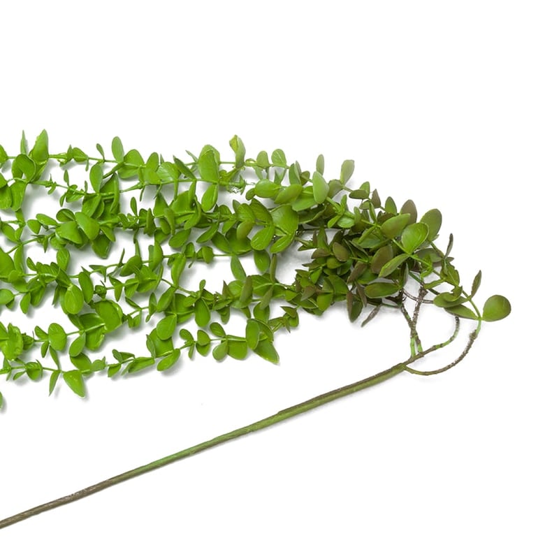Spring Stems Eucalyptus Vine