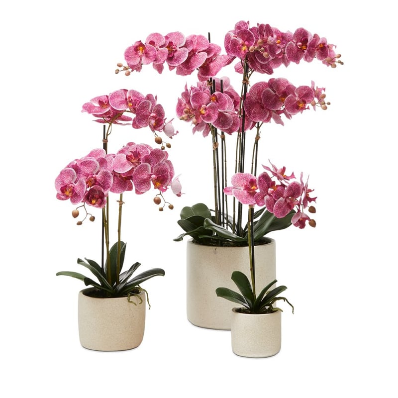 Indian Summer Orchid Collection