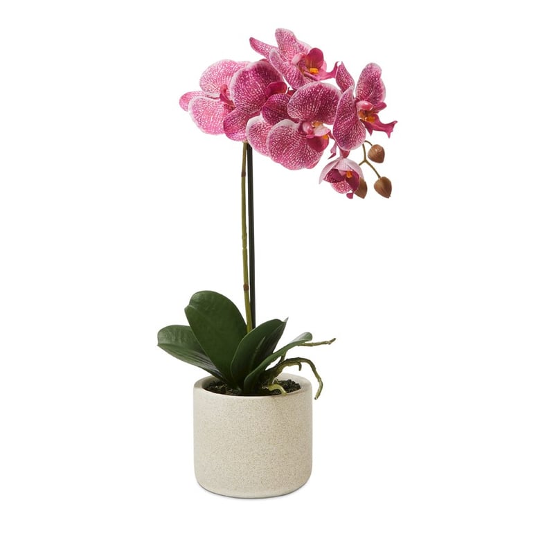 Indian Summer Orchid Collection