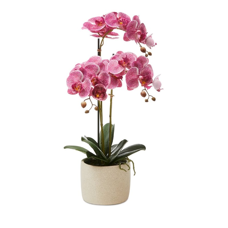 Indian Summer Orchid Collection