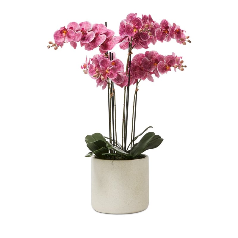 Indian Summer Orchid Collection