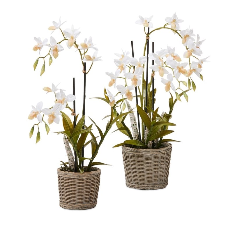 Ophrys White Orchid Collection