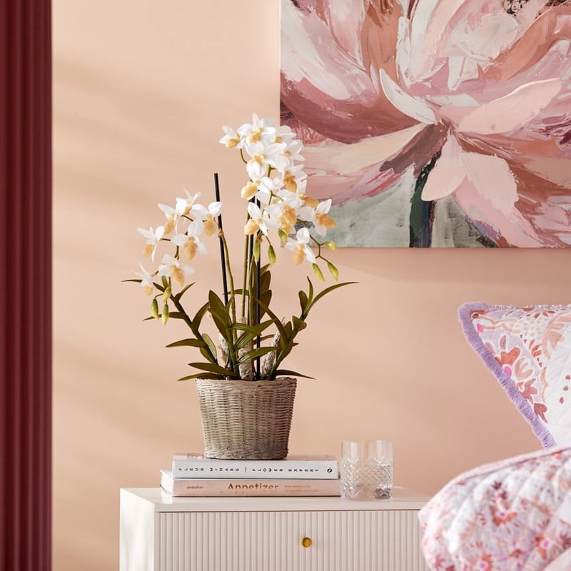 Ophrys White Orchid Collection