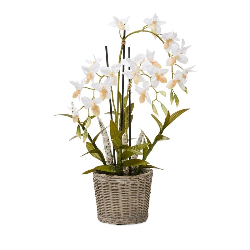 Ophrys White Orchid Collection