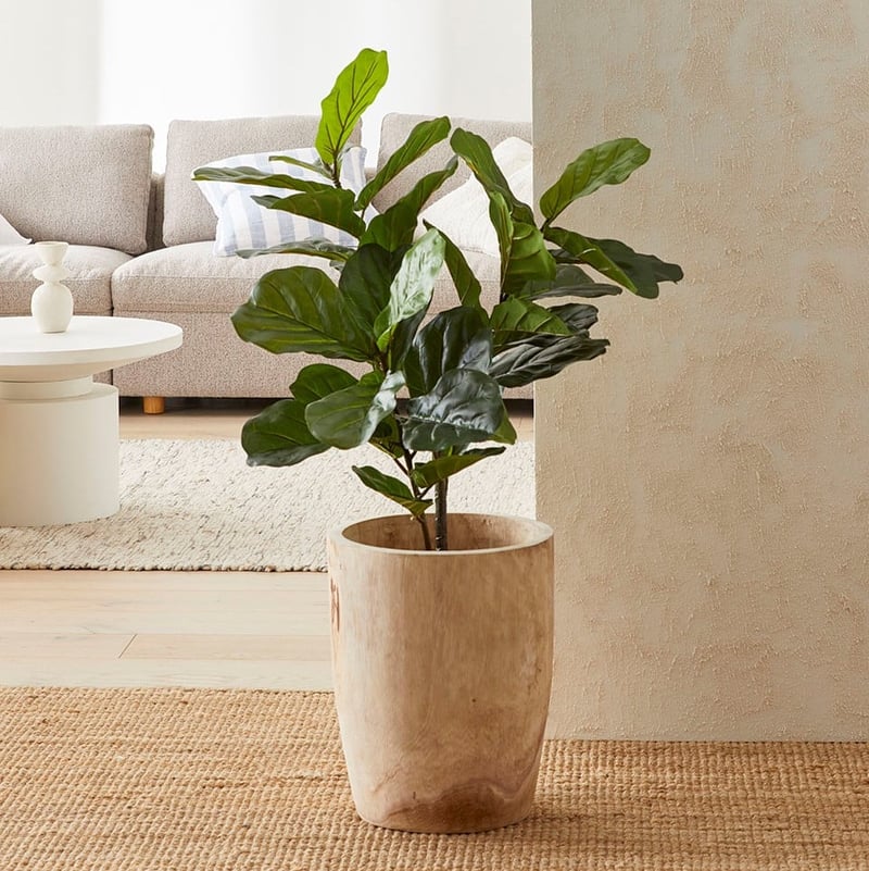Fiddle Fig Potted Plant 120cm