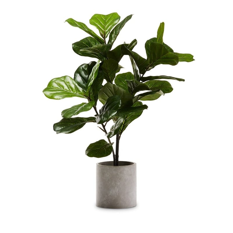 Fiddle Fig Potted Plant 100cm