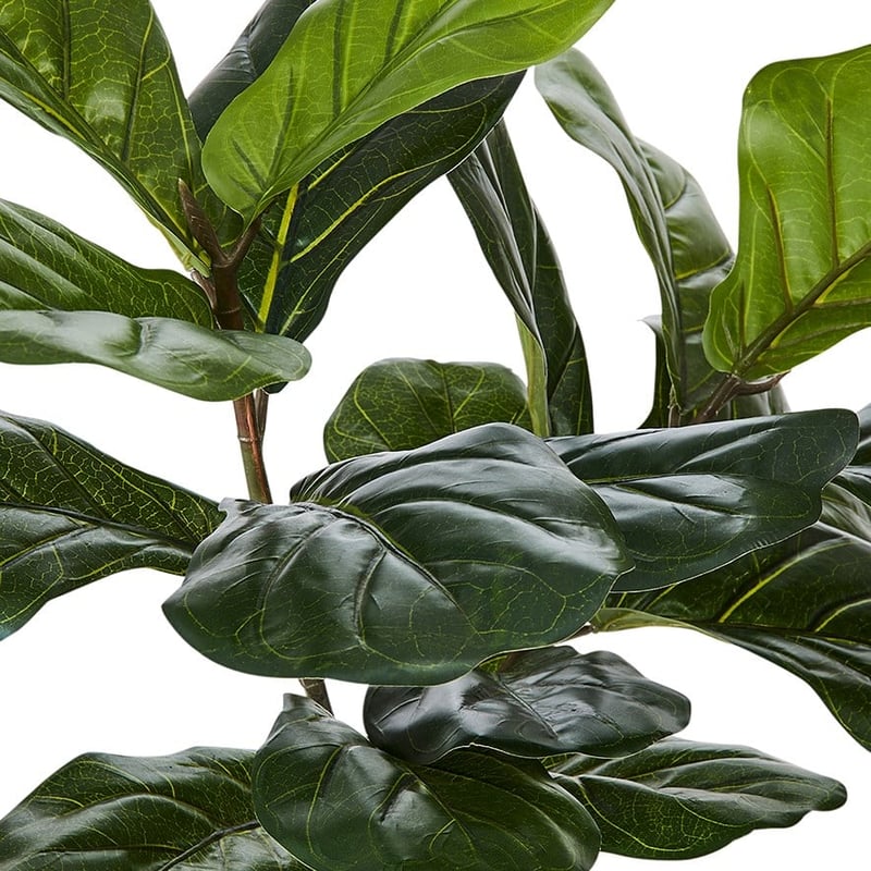 Fiddle Fig Potted Plant 120cm