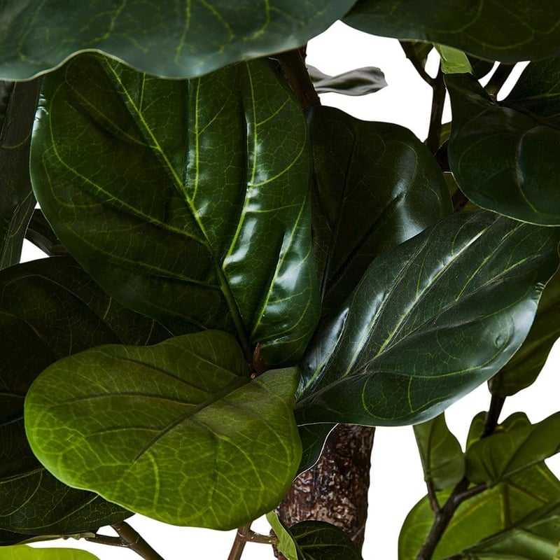 Fiddle Fig Potted Plant 190cm