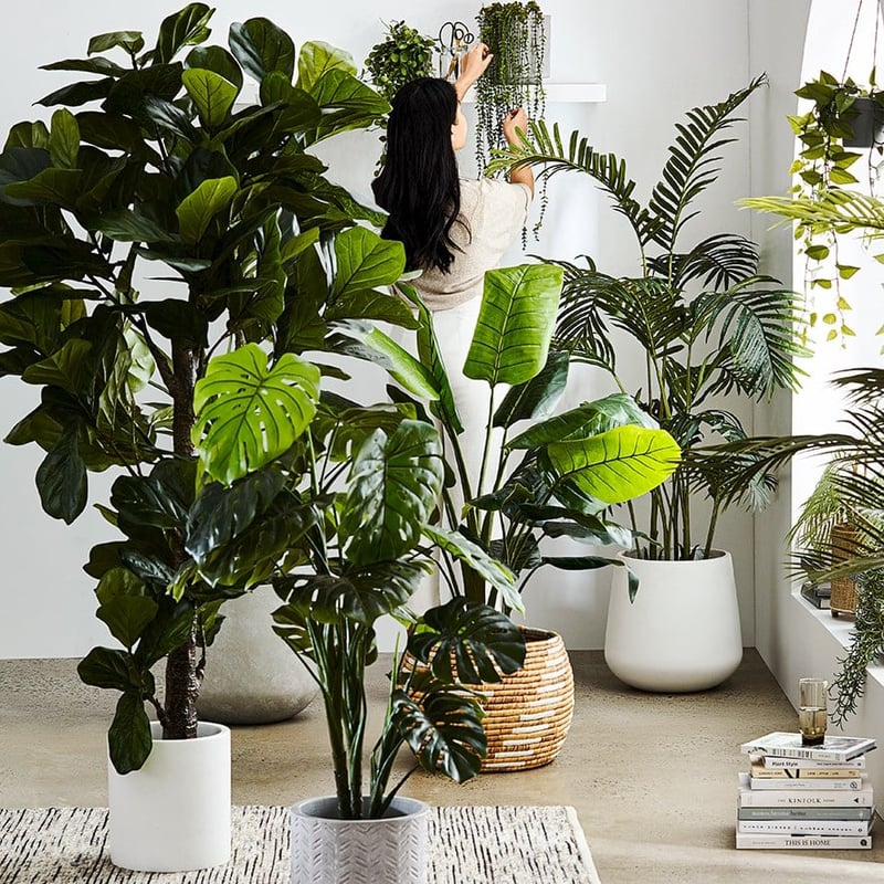 Fiddle Fig Potted Plant 190cm