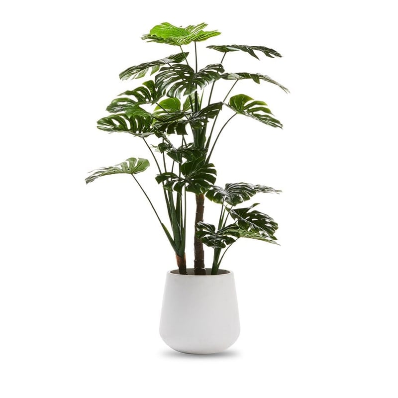 Monstera 3 Stem Potted Plant  150cm