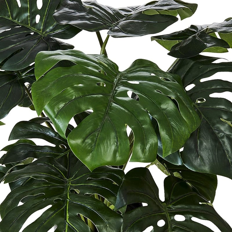 Monstera 2 Bunch Potted Plant 60cm