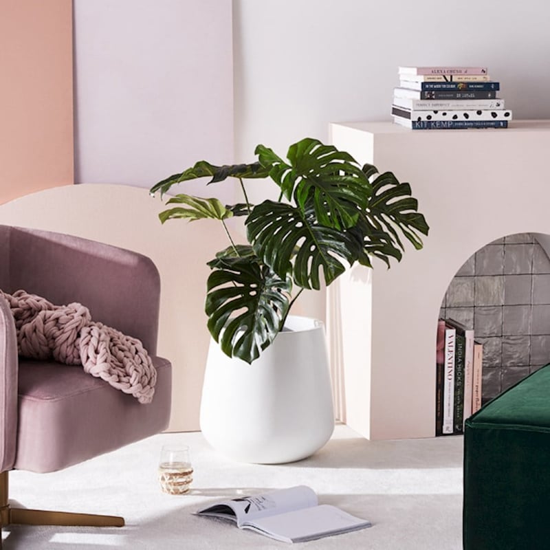 Monstera Potted Plant  90cm